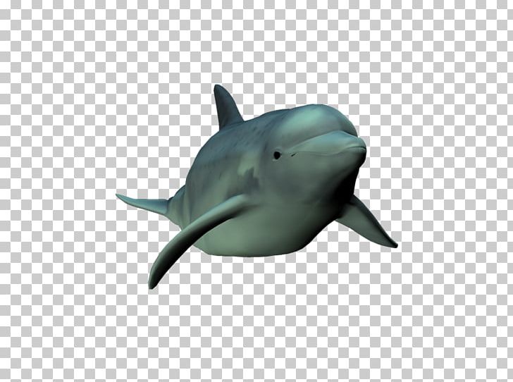 Common Bottlenose Dolphin Short-beaked Common Dolphin Tucuxi Rough-toothed Dolphin Wholphin PNG, Clipart, Bottlenose Dolphin, Cetacea, Fauna, Mammal, Marine Biology Free PNG Download