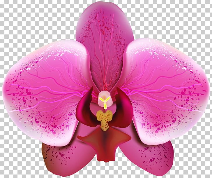 Orchids PNG, Clipart, Cattleya, Desktop Wallpaper, Flower, Flowering Plant, Flowers Free PNG Download