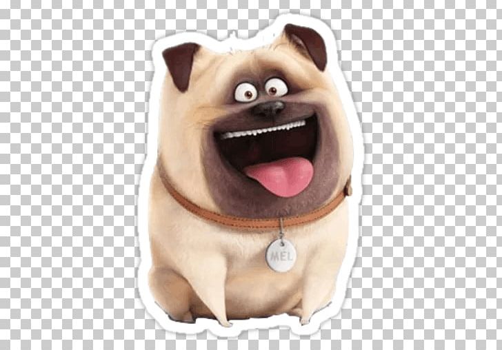 Pug Mel Jack Russell Terrier Cat Snowball PNG, Clipart, Animals, Animation, Canidae, Carnivoran, Cat Free PNG Download