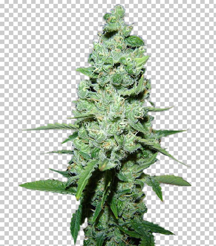 Skunk Cannabis Cup AK-47 Cultivar Cannabis Sativa PNG, Clipart, Ak47, Ak 47, Animals, Aretus, Assault Rifle Free PNG Download