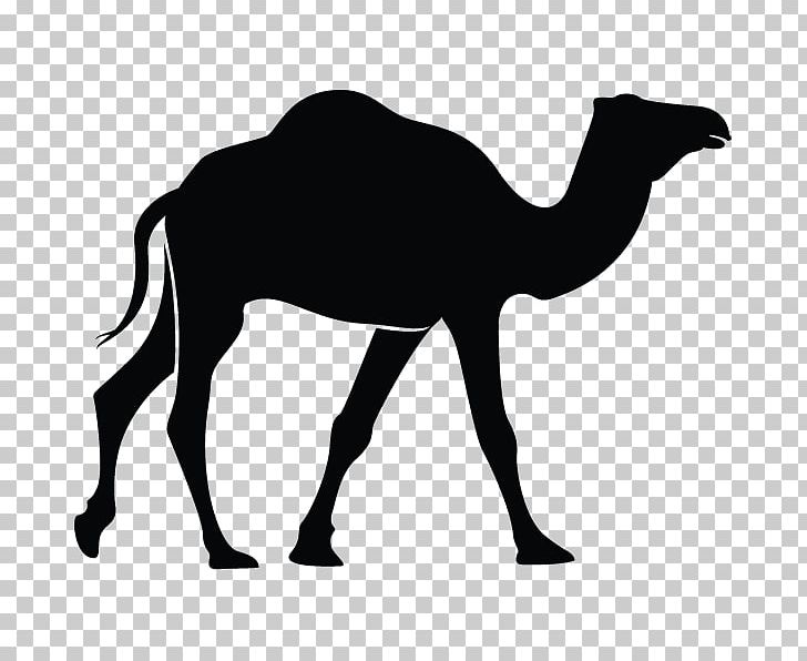 Dromedary Bactrian Camel PNG, Clipart, Animal, Arabian Camel, Black And White, Camel Like Mammal, Computer Icons Free PNG Download