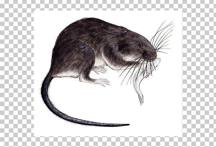 Gerbil Muskrat Dormouse Chibchanomys Animal PNG, Clipart, Animal, Beaver, Caja, Computer Mouse, Cricetidae Free PNG Download