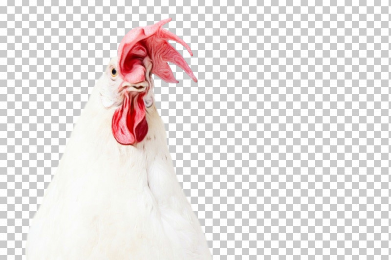 White Chicken Rooster Bird Poultry PNG, Clipart, Beak, Bird, Chicken, Dress, Livestock Free PNG Download