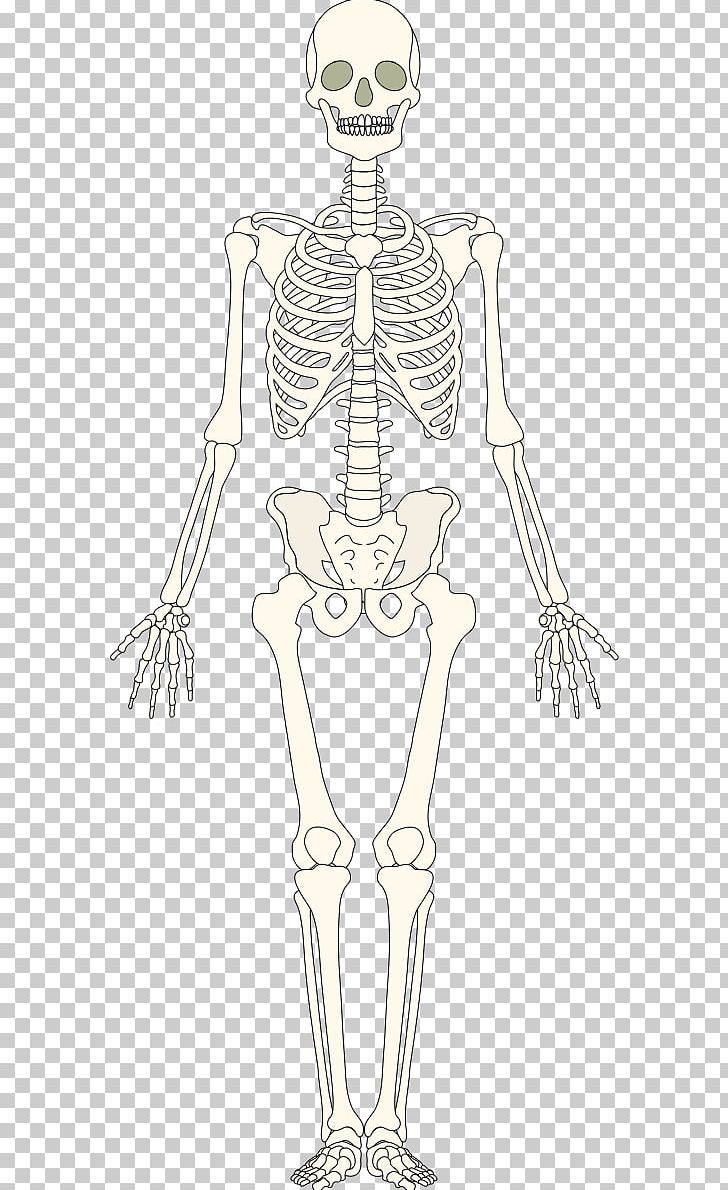 Bone Human Skeleton Homo Sapiens Muscle PNG, Clipart, Arm, Bone, Bones, Document, Drawing Free PNG Download