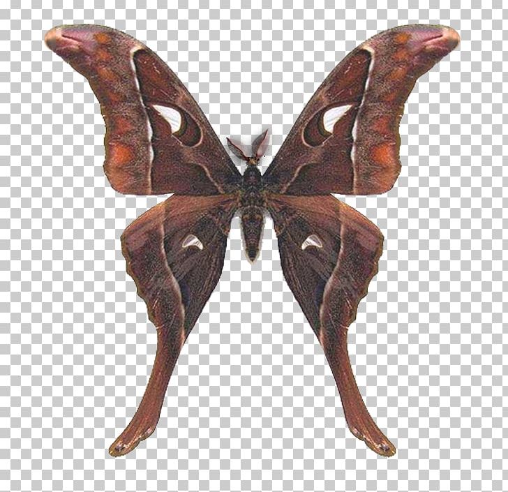 Butterfly Hercules Moth Australia Saturniids PNG, Clipart, Arthropod, Australia, Bab, Bombycidae, Brush Footed Butterfly Free PNG Download