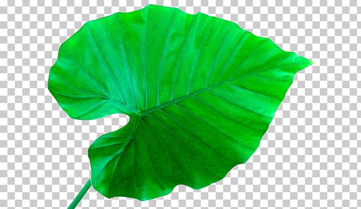 Leaf Que Planta Es? Petal PNG, Clipart, Bladnerv, Data, Download, Flower, Green Free PNG Download
