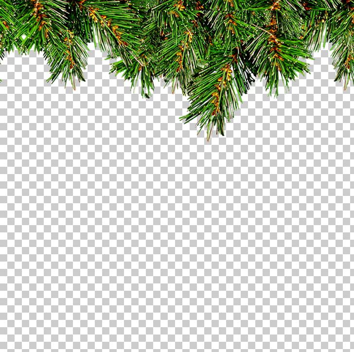 Christmas Tree Leaf Christmas Ornament PNG, Clipart, Branch, Christmas, Christmas Decoration, Christmas Eve, Christmas Flower Free PNG Download