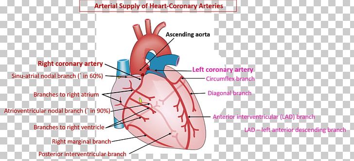Coronary Circulation Coronary Arteries Heart Right Coronary Artery PNG, Clipart, Anatomy, Blood, Blood Vessel, Circulatory System, Coronary Arteries Free PNG Download