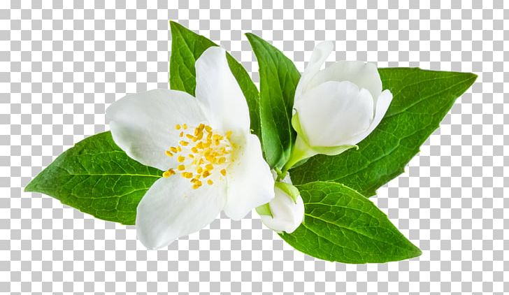 Jasminum Officinale Flower Stock Photography PNG, Clipart, Blossom, Computer Icons, Floral Scent, Flower, Flowering Plant Free PNG Download