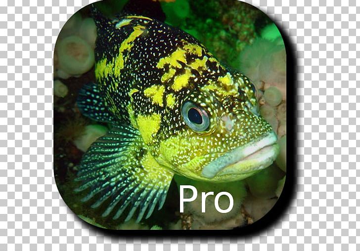 Lizard Terrestrial Animal Fish PNG, Clipart, Animal, Fauna, Fish, Lizard, Organism Free PNG Download