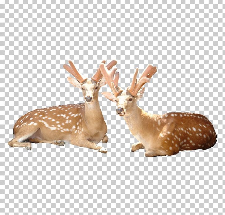 Reindeer Sika Deer PNG, Clipart, Adobe Illustrator, Animals, Antler, Christmas Deer, Creative Free PNG Download