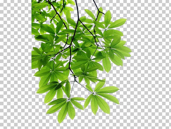 Leaf Branch Tree Stock Photography PNG, Clipart, Autumn Leaf Color, Autumn Tree, Branch, Christmas Tree, Download Free PNG Download