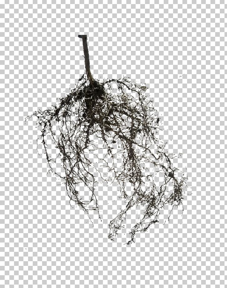 Tree Root Photography Plant Tissue Culture PNG, Clipart, Black And White, Branch, Deviantart, Drawing, Monochrome Free PNG Download