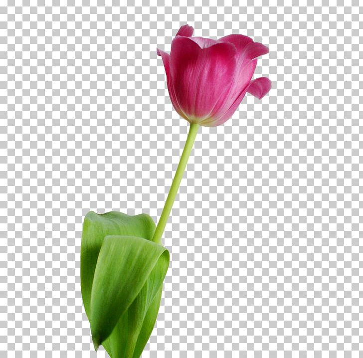 Tulip Flower Petal PNG, Clipart, Bud, Cut Flowers, Desktop Wallpaper, Flower, Flowering Plant Free PNG Download