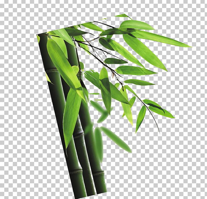 Bamboo Euclidean PNG, Clipart, Bamboo, Bamboo Border, Bamboo Frame, Bamboo Leaf, Bamboo Leaves Free PNG Download