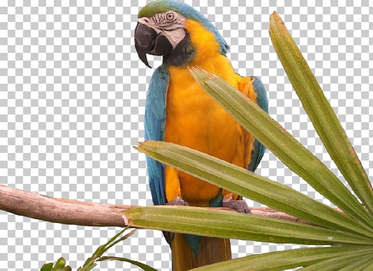 Bird Budgerigar Desktop Macaw PNG, Clipart, Animal, Animals, Beak, Bird, Blueandyellow Macaw Free PNG Download