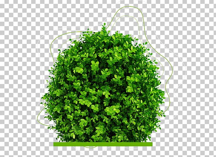 Buxus Sempervirens Houseplant Evergreen PNG, Clipart, 3d Modeling, Autodesk 3ds Max, Box, Bush, Buxus Microphylla Free PNG Download
