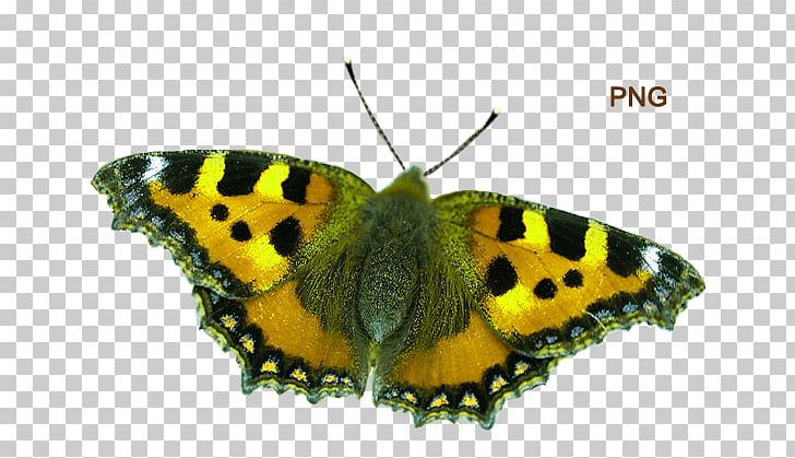 Clouded Yellows Brush-footed Butterflies Moth Pieridae Small Tortoiseshell PNG, Clipart, Arthropod, Brush Footed Butterfly, Butterfly, Colias, Fauna Free PNG Download