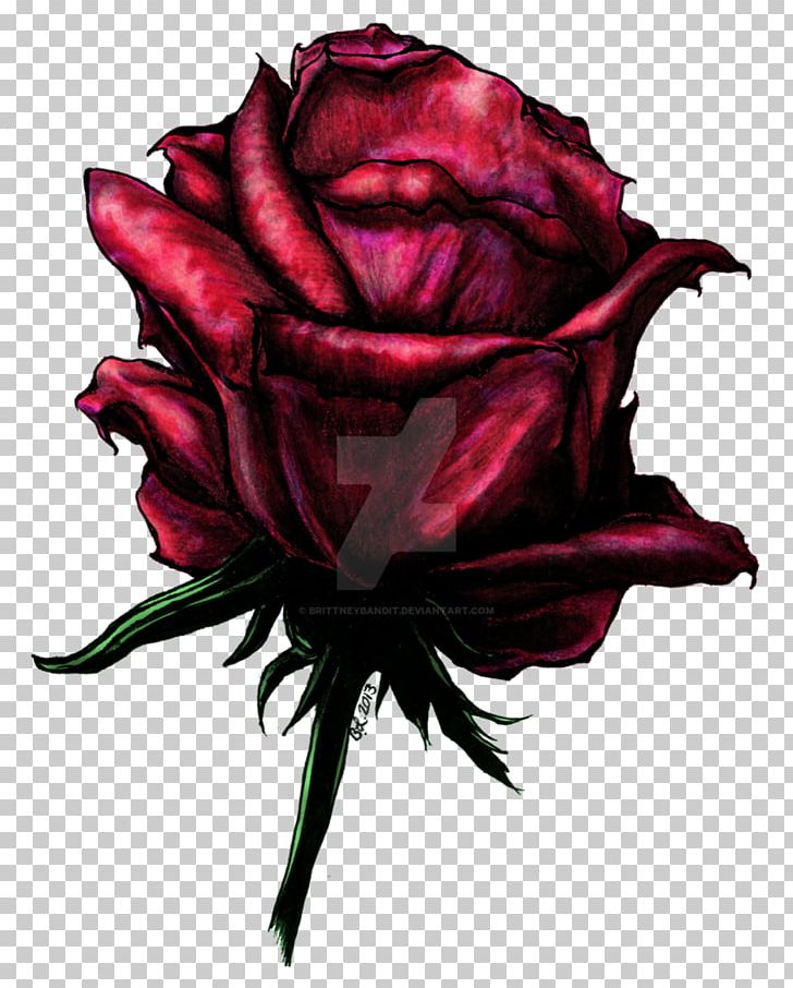Garden Roses Cabbage Rose Cut Flowers Petal Desktop PNG, Clipart, Computer, Computer Wallpaper, Cut Flowers, Desktop Wallpaper, Flower Free PNG Download