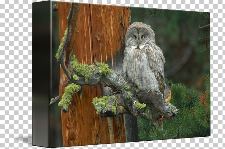 Great Grey Owl Gallery Wrap Canvas Art PNG, Clipart, Art, Beak, Bird, Bird Of Prey, Canvas Free PNG Download