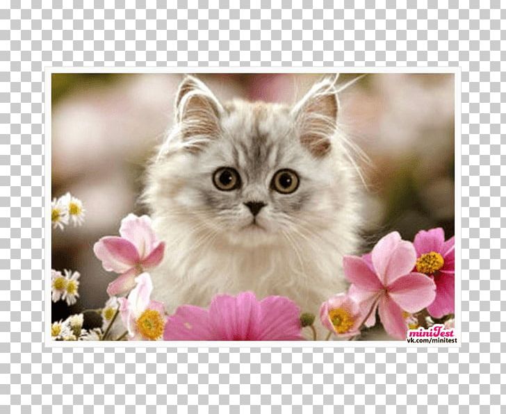 Kitten Persian Cat Birman Felidae Cuteness PNG, Clipart, Animals, Asian Semi Longhair, Birman, Carnivoran, Cat Like Mammal Free PNG Download