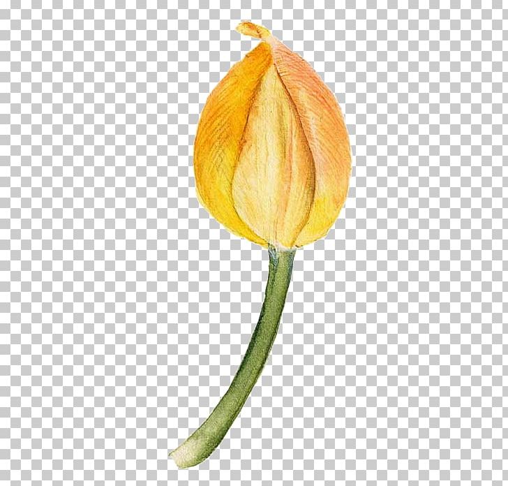 Tulip Flower PNG, Clipart, Designer, Download, Drawing, Flower Bouquet, Flower Pattern Free PNG Download