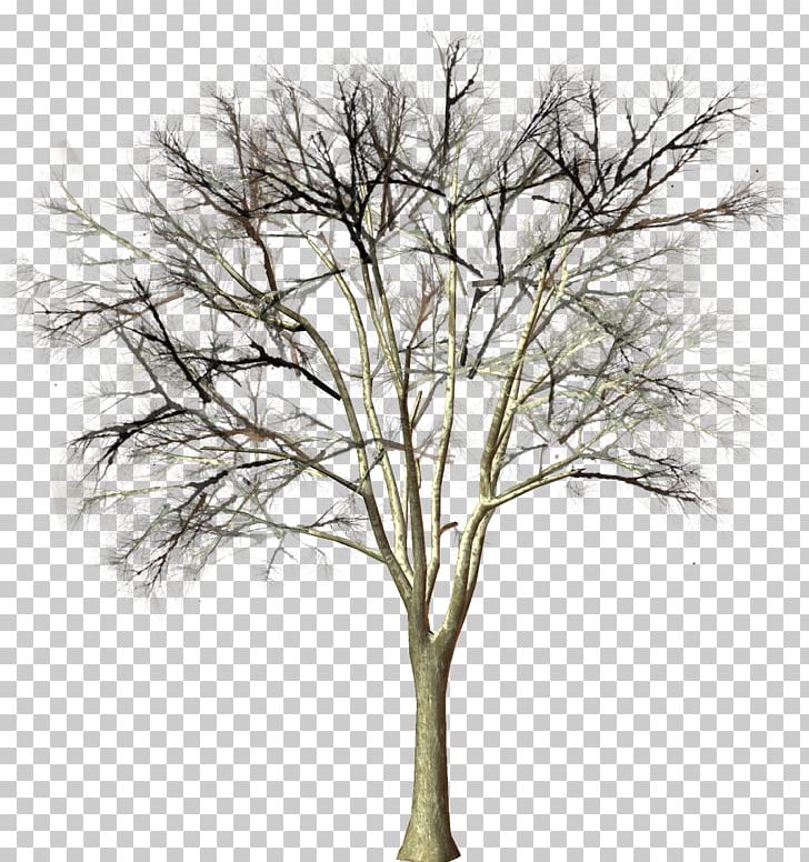 Tree Branch Woody Plant PNG, Clipart, Albom, Author, Black And White, Branch, Conifers Free PNG Download