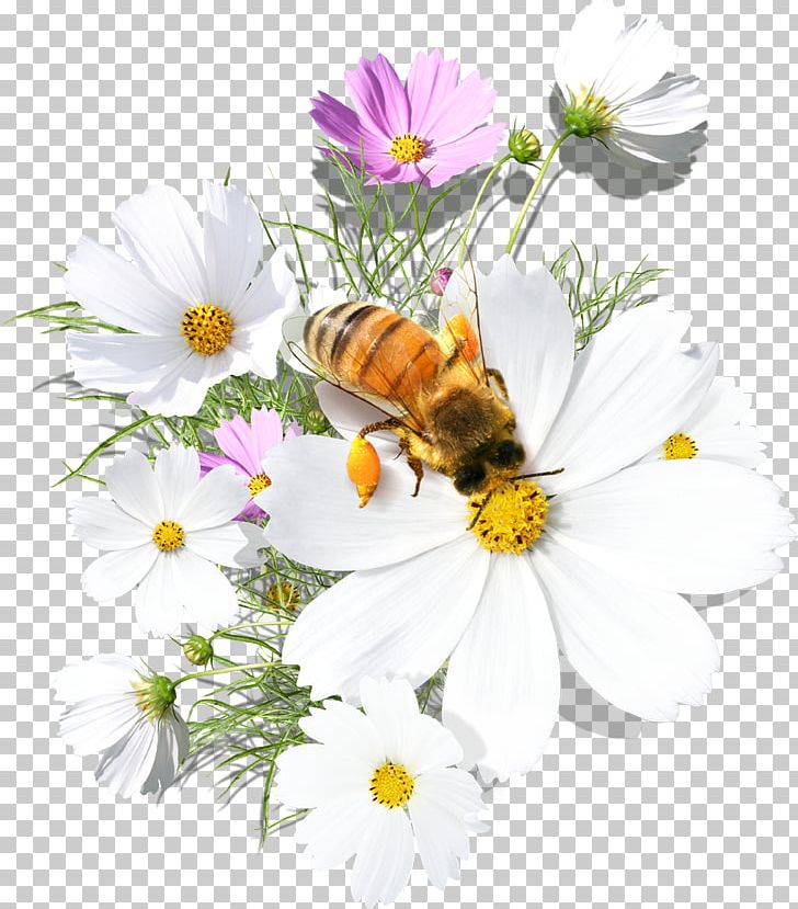 Bee Daytime Flower Morning Greeting PNG, Clipart, Calendar, Chamaemelum Nobile, Daisy, Daisy Family, Day Free PNG Download