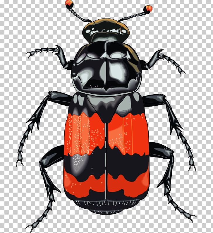 Darkling Beetle Free Content Dung Beetle PNG, Clipart, Arthropod, Beetle, Cetonia Aurata, Colorado Potato Beetle, Darkling Beetle Free PNG Download