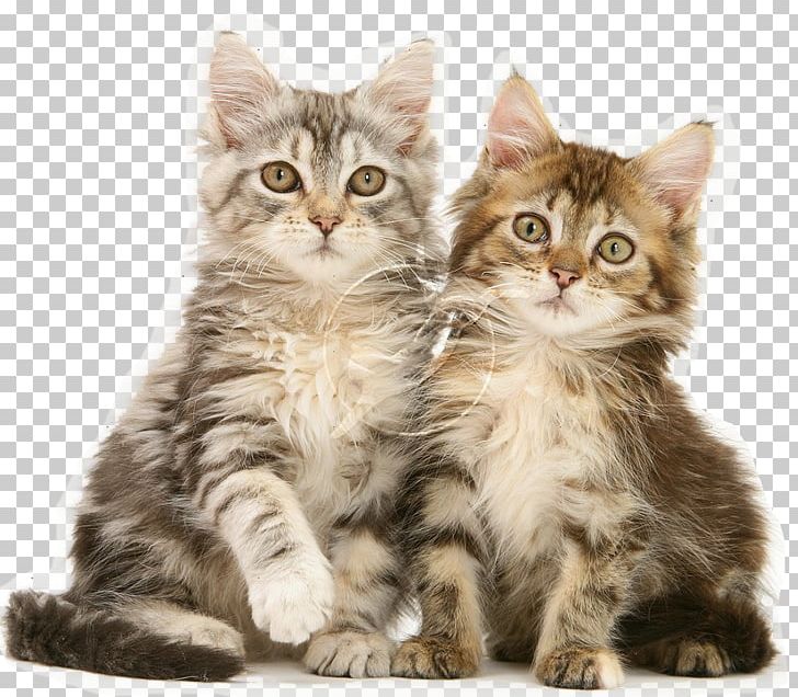 Kitten Persian Cat Puppy PNG, Clipart, American Wirehair, Animal, Animals, Carnivoran, Cat Like Mammal Free PNG Download
