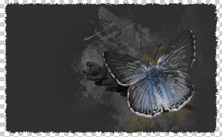 Moth Fauna PNG, Clipart, Butterfly, Butterfly Effect, Fauna, Insect, Invertebrate Free PNG Download