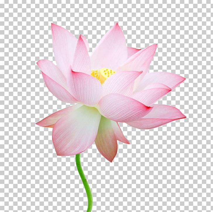 Nelumbo Nucifera Stock Photography PNG, Clipart, Aquatic Plant, Decorative, Decorative Material, Flower, Flowering Plant Free PNG Download