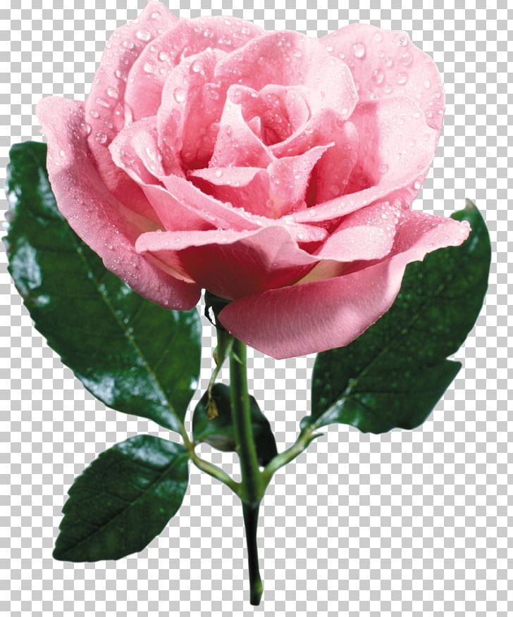Rose Flower Bouquet Pink PNG, Clipart, Blume, China Rose, Color, Cut Flowers, Floribunda Free PNG Download
