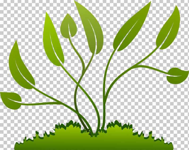 Leaf Plant Green Tree Flower PNG, Clipart, Branch, Flower, Grass, Green, Herb Free PNG Download