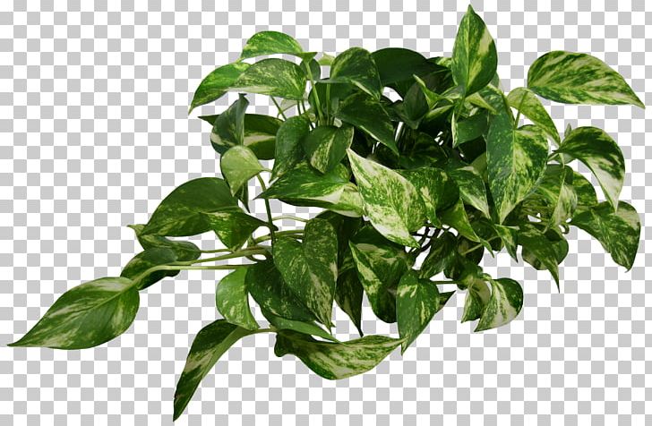 Devil's Ivy Houseplant Vine PNG, Clipart, Agave, Basil, Devils Ivy, Epipremnum, Flowerpot Free PNG Download