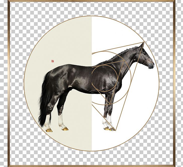 Horse Joint Withers Equine Anatomy Fetlock PNG, Clipart, Animals, Assembly, Black, Christmas Decoration, Decorated Free PNG Download