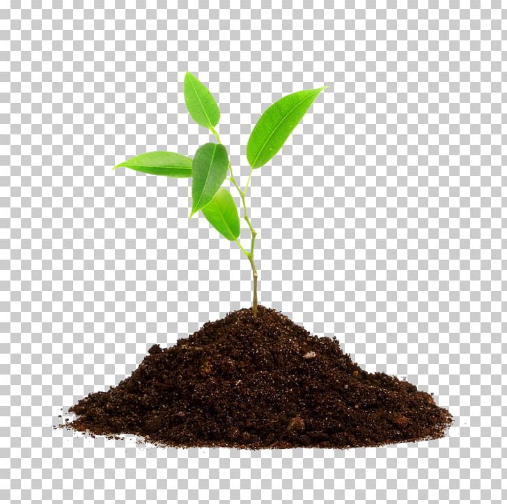 Tree Planting Root Seedling PNG, Clipart, Agriculture, Background Green, Color, Flowering Plant, Food Drinks Free PNG Download