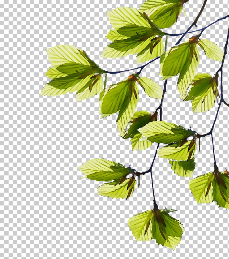 Plane PNG, Clipart, Beech, Branch, Flower, Herb, Leaf Free PNG Download