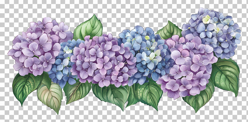 Hydrangea - Beautiful Hydrangea Flower Arrangement PNG