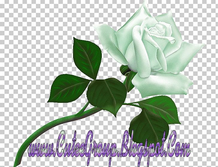 Desktop Rose PNG, Clipart, Aida Cloth, Computer Wallpaper, Cut Flowers, Desktop Wallpaper, Flora Free PNG Download
