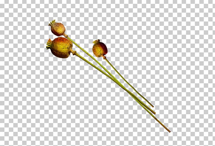 Flower Auglis PNG, Clipart, Auglis, Branch, Dry, Exxonmobil, Flower Free PNG Download