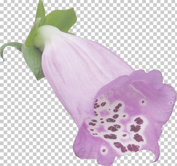 Flowering Plant PNG, Clipart, Dream, Flower, Flowering Plant, Kits, Lavender Free PNG Download