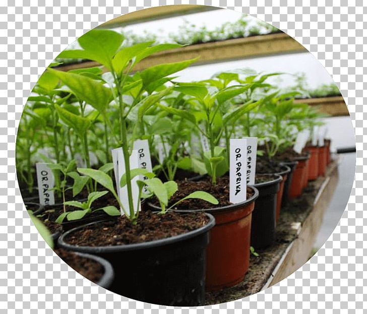 Flowerpot Herb Houseplant Tree PNG, Clipart, Flowerpot, Grass, Herb, Houseplant, Others Free PNG Download