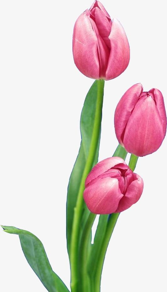 Featured image of post Tulip Png Hd - Over 153 tulip png images are found on vippng.