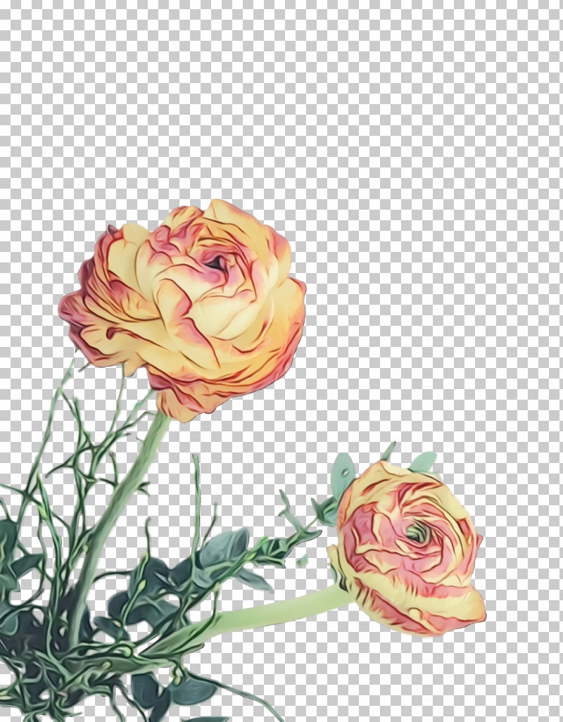 Garden Roses PNG, Clipart, Cut Flowers, Floribunda, Flower, Flowers, Garden Roses Free PNG Download