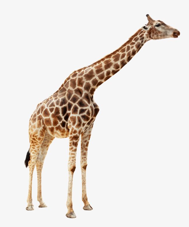 Animal Giraffe PNG, Clipart, Africa, Animal, Animal Clipart, Animal Neck, Animals In The Wild Free PNG Download
