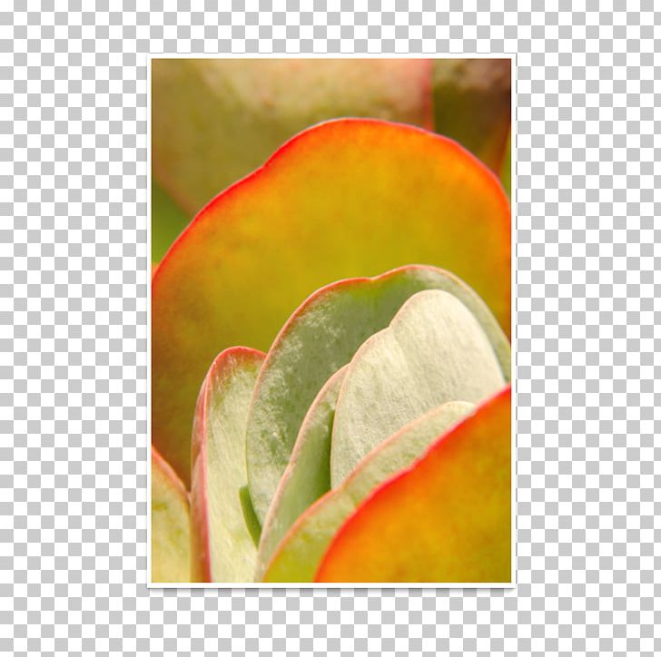 Close-up PNG, Clipart, Closeup, Closeup, Flower, Fruit, Leaf Free PNG Download