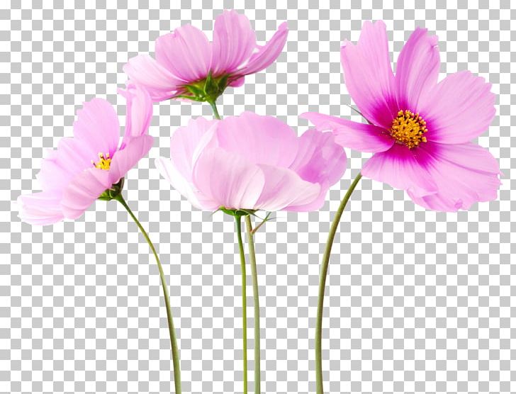 Flower Bouquet PNG, Clipart, Annual Plant, Clip Art, Computer Icons, Cosmos, Cut Flowers Free PNG Download