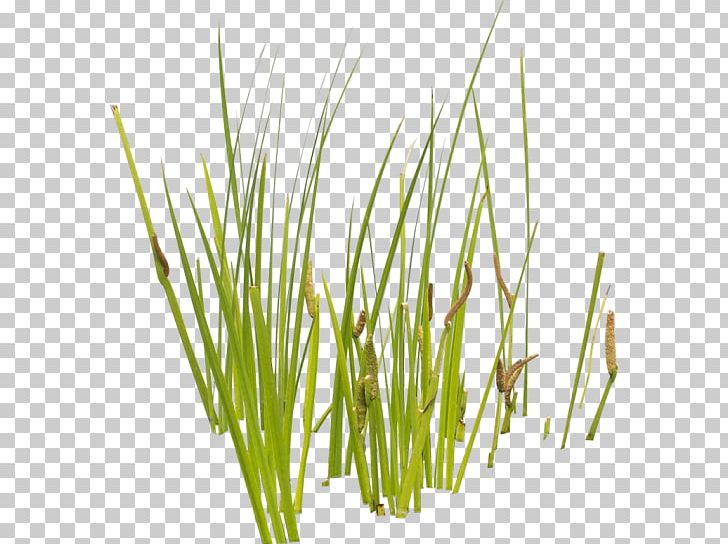 Aquatic Plants Cattail Grasses PNG, Clipart, Aquatic Plants, Cattail, Chrysopogon Zizanioides, Commodity, Drawing Free PNG Download