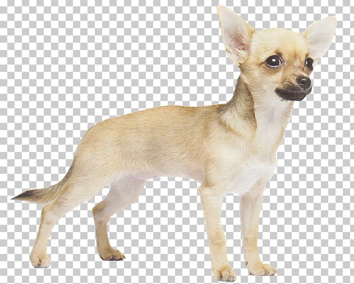 Corgi-Chihuahua Russkiy Toy Dog Breed Puppy PNG, Clipart, Animals, Breed, Breed Group Dog, Carnivoran, Chesapeake Bay Retriever Free PNG Download